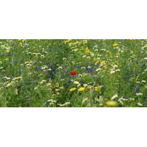 Honing Bloemen Honing Bloemen